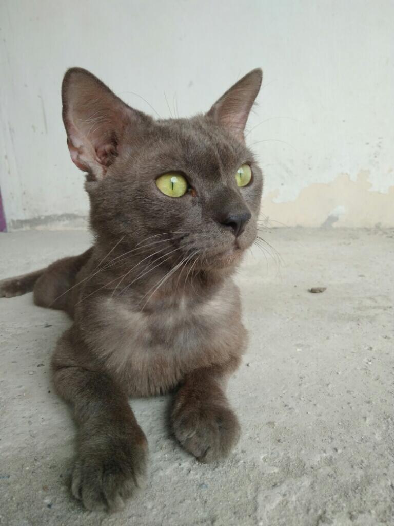 Kucing Russian Blue Asli / Palsu ? | KASKUS