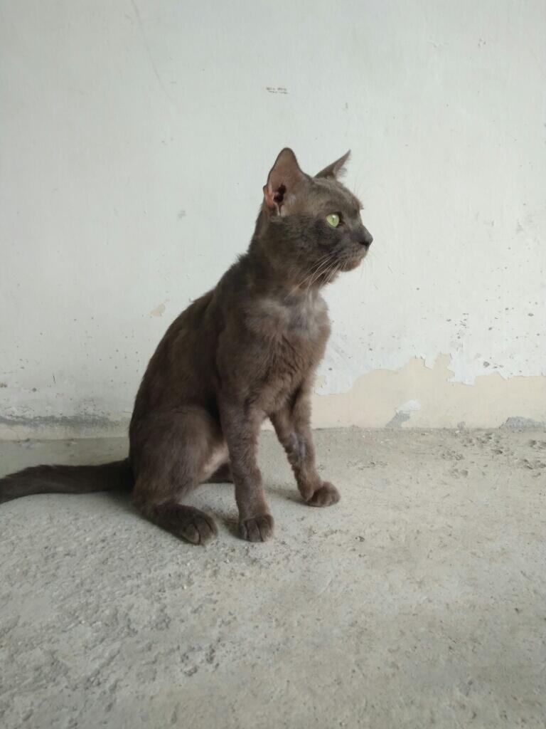 Kucing Russian Blue Asli / Palsu ?