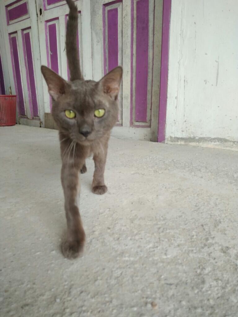 Kucing Russian Blue Asli / Palsu ?