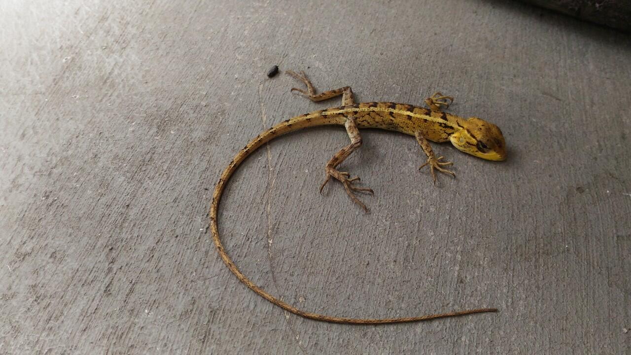 Ada yang tahu ini reptil jenis apa? Ketemu di rumah