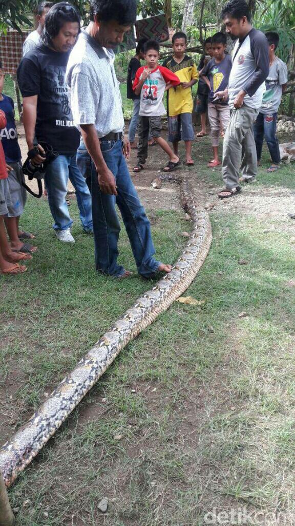 &#91;LAGI&#93; Ular Piton 7 Meter Hampir Bunuh Manusia