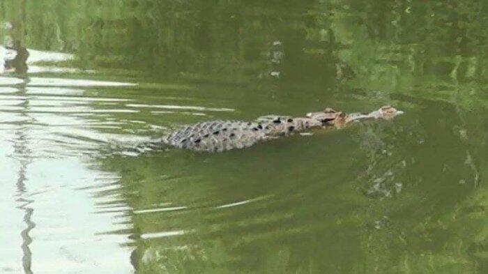 Buaya Sepanjang 1,5 Meter Muncul Lagi di Kanal Batua Raya
