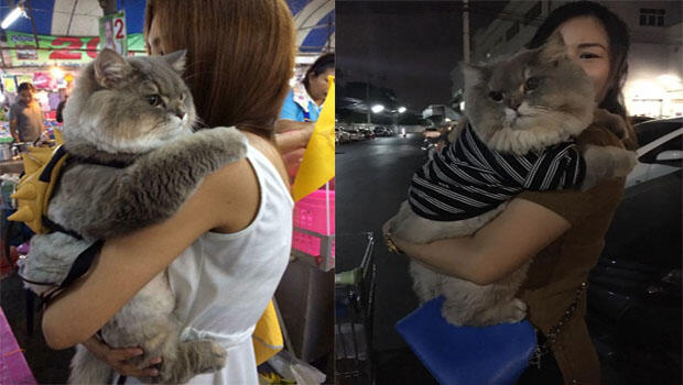 Perkenalkan Bone Bone, Kucing Asal Thailand Yang Menarik Perhatian Orang