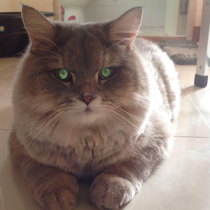 Perkenalkan Bone Bone, Kucing Asal Thailand Yang Menarik Perhatian Orang