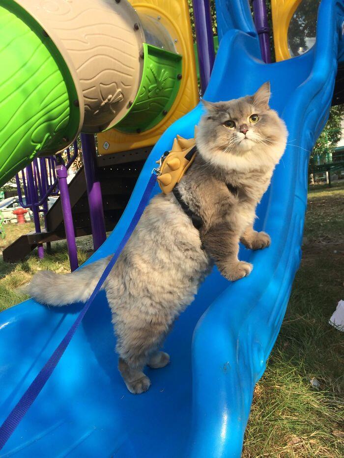 Perkenalkan Bone Bone, Kucing Asal Thailand Yang Menarik Perhatian Orang