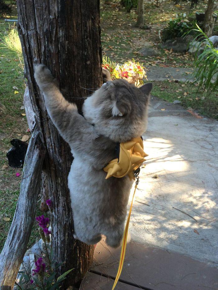 Perkenalkan Bone Bone, Kucing Asal Thailand Yang Menarik Perhatian Orang