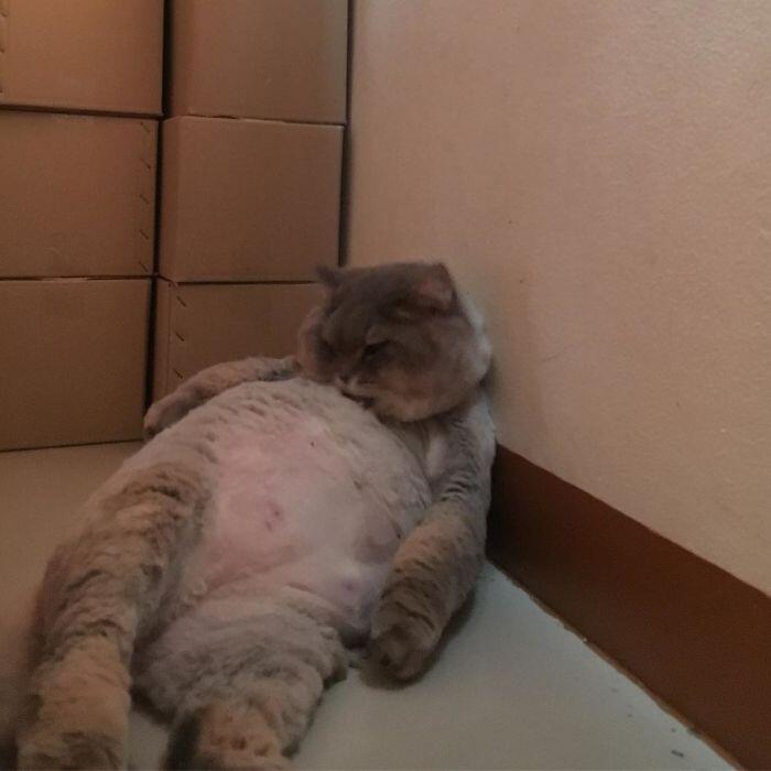 Perkenalkan Bone Bone, Kucing Asal Thailand Yang Menarik Perhatian Orang