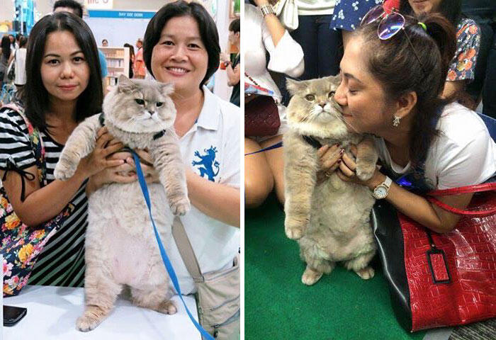 Perkenalkan Bone Bone, Kucing Asal Thailand Yang Menarik Perhatian Orang