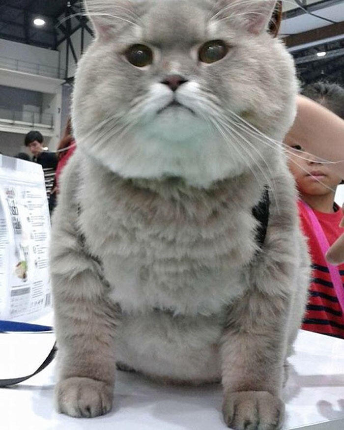 Perkenalkan Bone Bone, Kucing Asal Thailand Yang Menarik Perhatian Orang