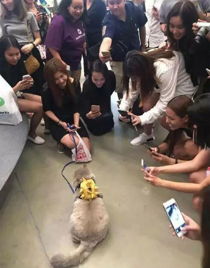 Perkenalkan Bone Bone, Kucing Asal Thailand Yang Menarik Perhatian Orang