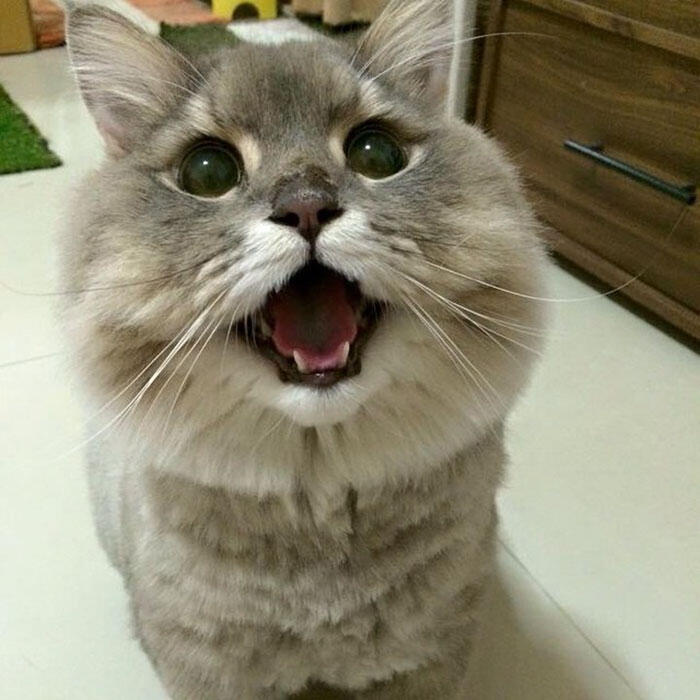 Perkenalkan Bone Bone, Kucing Asal Thailand Yang Menarik Perhatian Orang