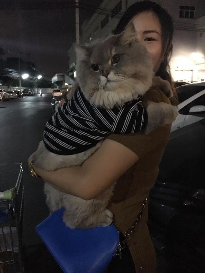 Perkenalkan Bone Bone, Kucing Asal Thailand Yang Menarik Perhatian Orang