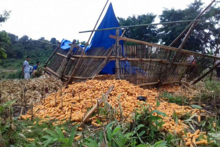 Empat Petani Tewas Tertimpa 3 Ton Jagung