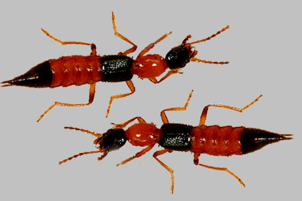 Binatang Mematikan Ini Emang Kecil, Tapi Sekali Kena Racunnya Nyawa Bisa Melayang!
