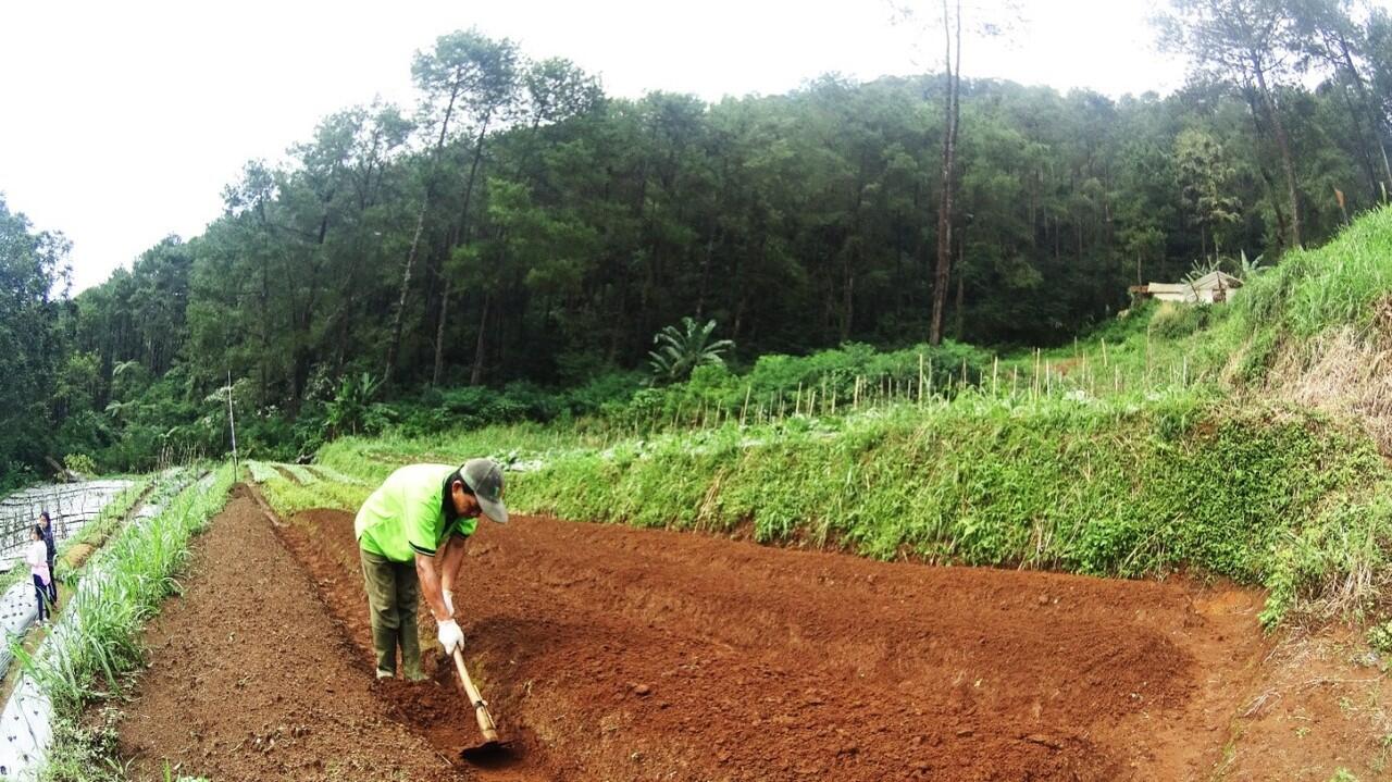 Keranjang Sayur Bikin Kebun Sayur Mayur Serasa Didepan Rumah