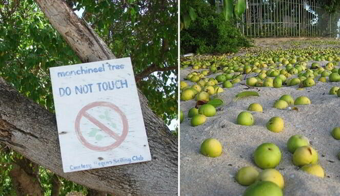 Fakta - Fakta Manchineel, Pohon Paling Mematikan Di Muka Bumi