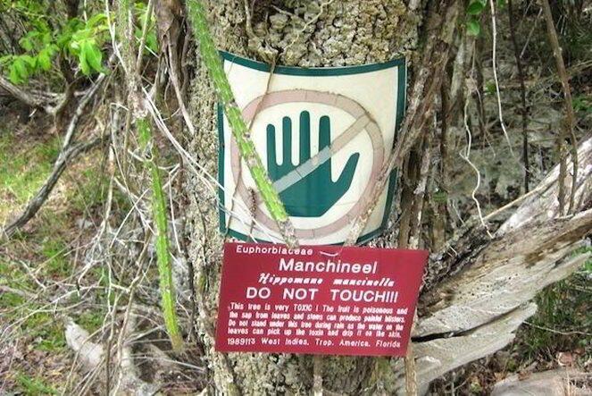 Fakta - Fakta Manchineel, Pohon Paling Mematikan Di Muka Bumi