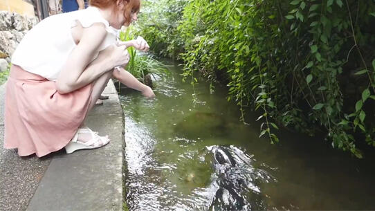 Gujo Hajiman, Kota Jepang yang Tidak Boleh Dilewatkan