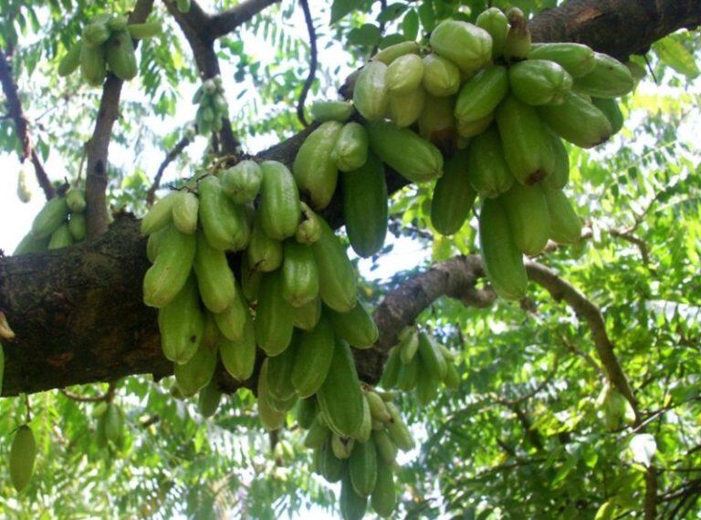 Jenis Tanaman Obat Keluarga (Toga) dan Manfaatnya Bagi Kesehatan