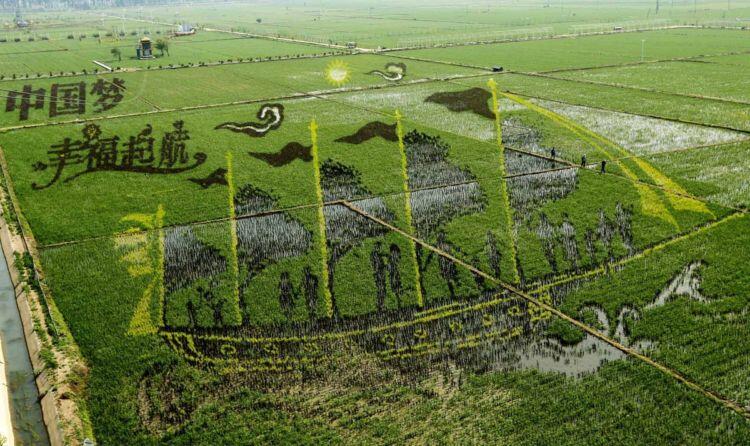 Tanbo Art, Seni Melukis Sawah di Jepang yang Luar Biasa