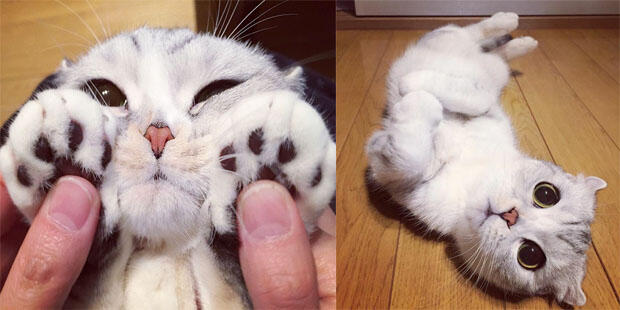 Perkenalkan Hana, Anak Kucing Asal Jepang Yang Imut Dengan Bola Mata Yang Besar