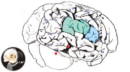 Fakta Terbaru Isi Otak A. Einstein (Penjelasan 14 Foto yang Saat Ini Dirahasiakan)