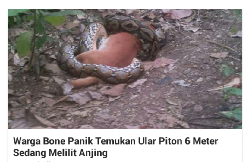 Warga Bone Panik Temukan Ular Piton 6 Meter Sedang Melilit Anjing