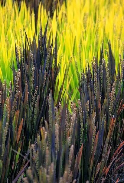 Bokap Jepang Hamil Tanbo Art Seni Melukis Sawah di Jepang yang Luar Biasa 