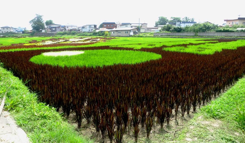 Bokap Jepang Hamil Tanbo Art Seni Melukis Sawah di Jepang yang Luar Biasa 