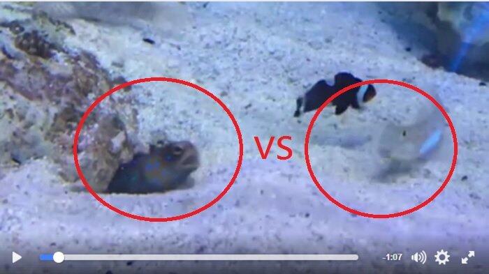 Ternyata tak Hanya Manusia yang Suka Usil, Ikan pun Bisa, Ini Buktinya