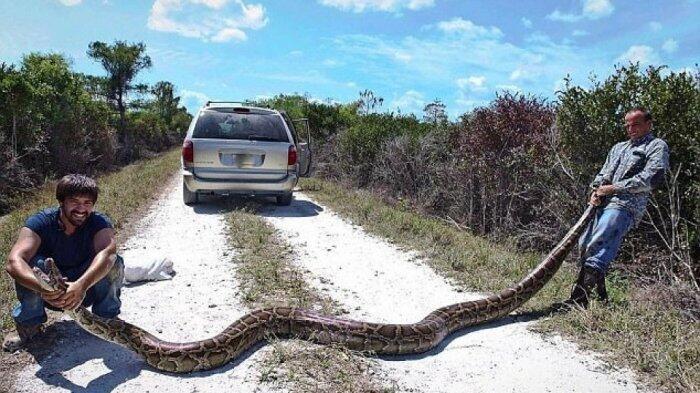 Populasi Piton Capai Ribuan, Pemburu Bayaran Dikumpulkan di Florida