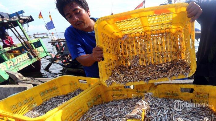 Produksi Ikan Teri di Lampung Anjlok