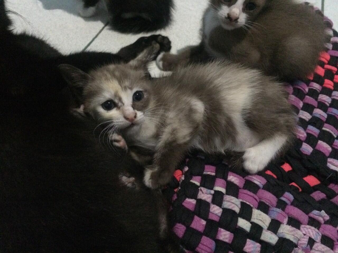 7 Warna Kucing Yang Langka Banget