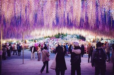 Gak Cuma Sakura, Yang Ini Kecantikannya Bisa Dilihat di Jepang!