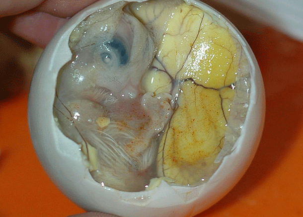 Berani Mencoba 7 Makanan Ekstrem ini?