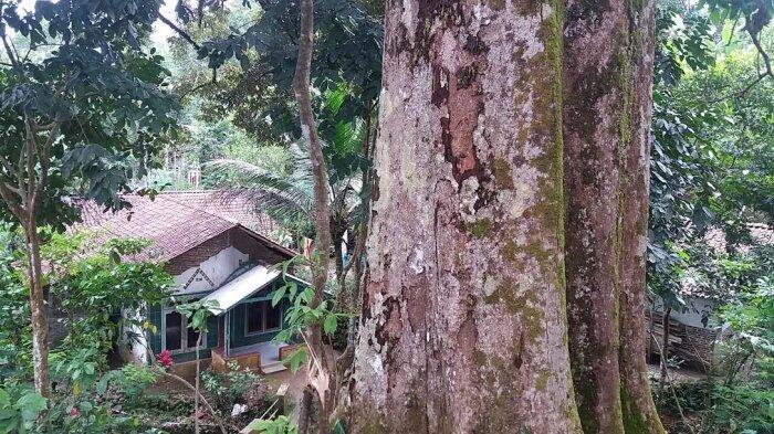 Legenda Durian Kamun Asal Banjarnegara, Jadi Rebutan Sejak Berupa Bunga