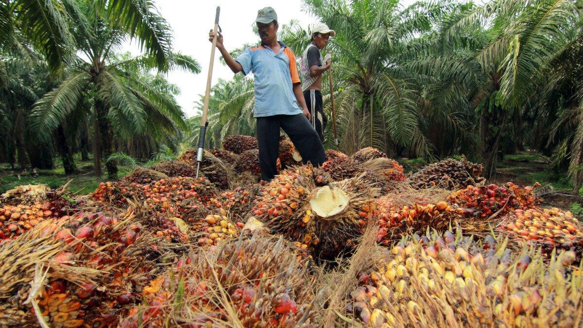 #Mati-matian Menjaga Industri Sawit dari Gempuran Boikot Eropa
