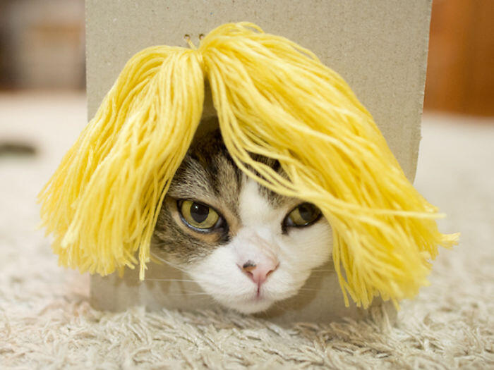 Lucunya Kucing ini dengan Rambut Palsu yang Berwarna-Warni