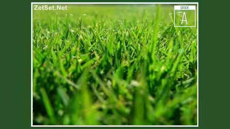 Mengenal Jenis Rumput untuk sepakbola