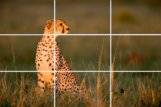 7 Tips &amp; Trik Fotografi Profesional Menggunakan Kamera Smartphone