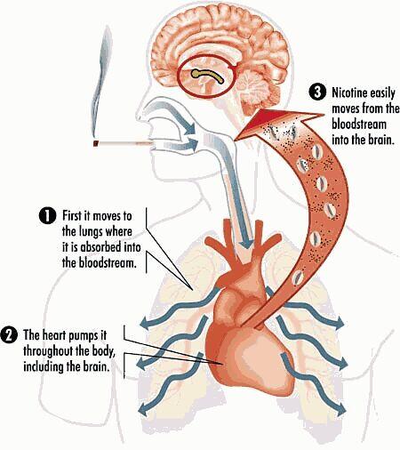 Ternyata Perjalanan Nikotin dari Paru-Paru ke Otak Hanya 7 Detik gan.