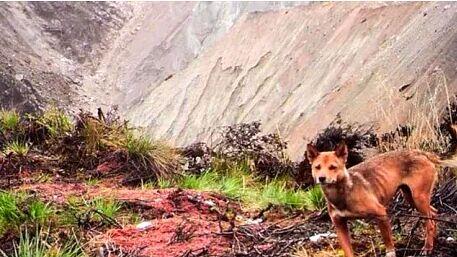 Dianggap Punah , Anjing Liar Dataran Tinggi Papua Kembali Ditemukan