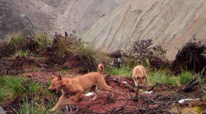 Dianggap Punah , Anjing Liar Dataran Tinggi Papua Kembali Ditemukan