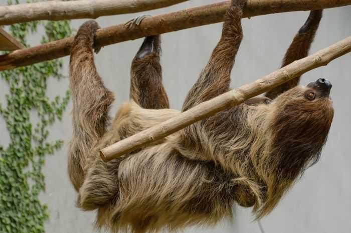 Kungkang Purba Diduga yang Membuat Gua Kuno Brazil