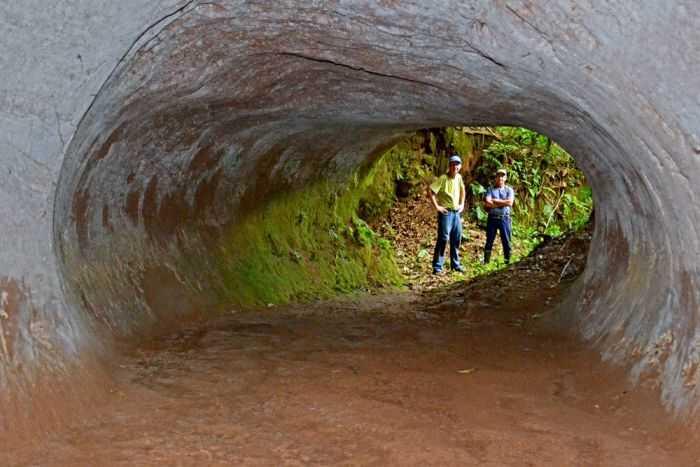 Kungkang Purba Diduga yang Membuat Gua Kuno Brazil