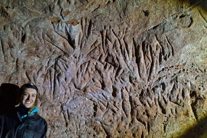 Kungkang Purba Diduga yang Membuat Gua Kuno Brazil