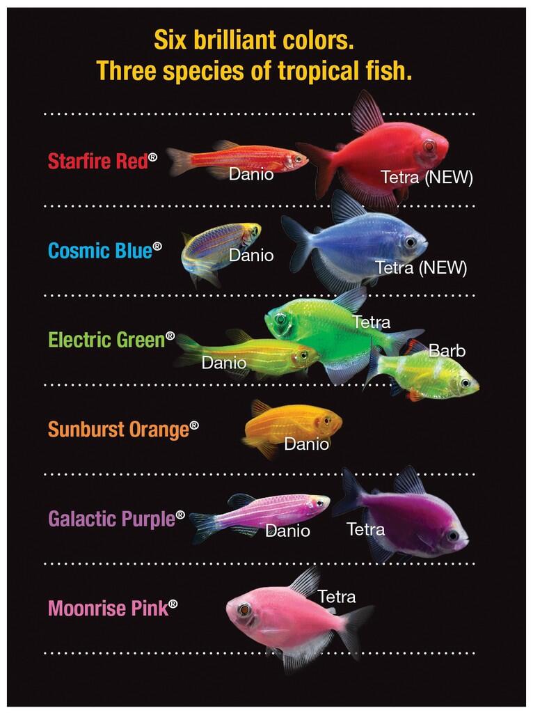 glofish tetra adalah