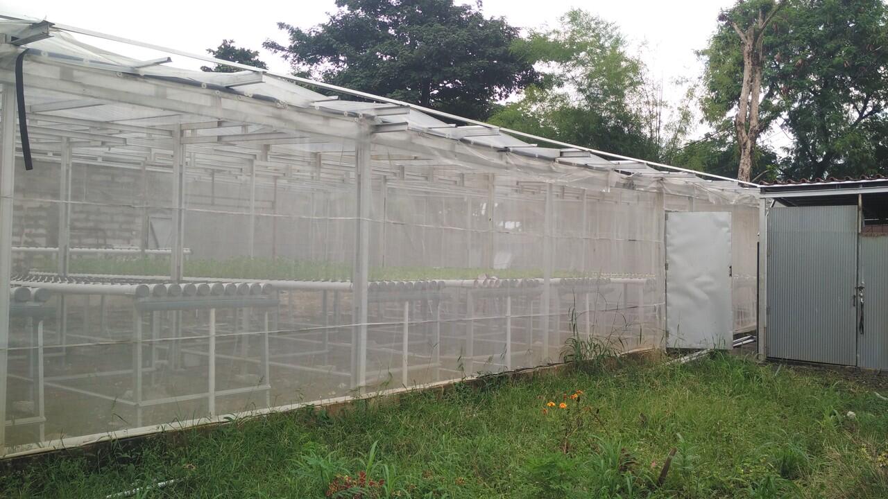 City Farm Bogor &#91;Tanaman Hidroponik&#93;