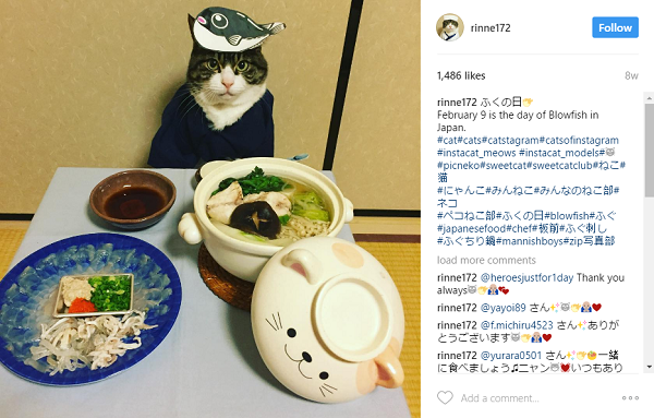 Belajar Budaya Jepang Dari Cosplay Kucing Lucu Ini
