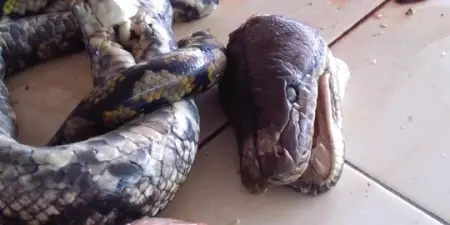 Piton sebesar batang kelapa pernah dijual di Pasar Tomohon